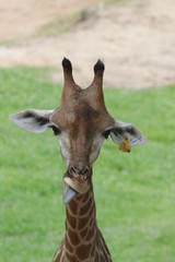 Close Up Giraffe's Face