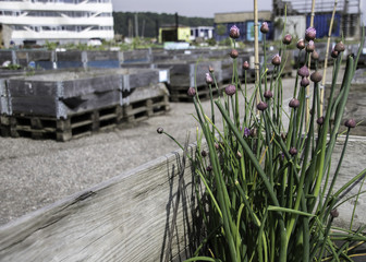 Chives in a wooden box