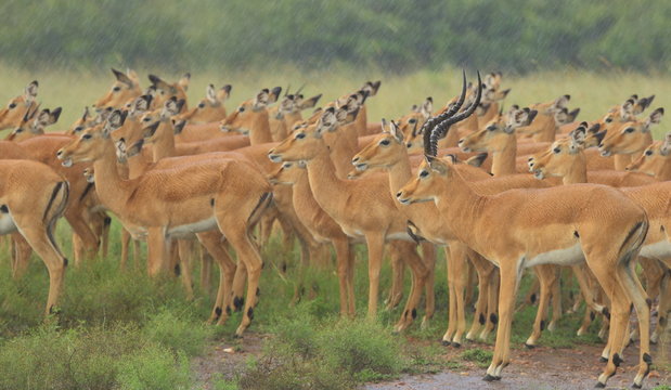 The male impala Leading the females in Rains
