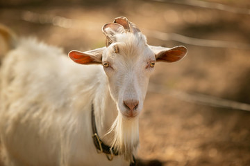 Male Goat on a Farm in the Summer