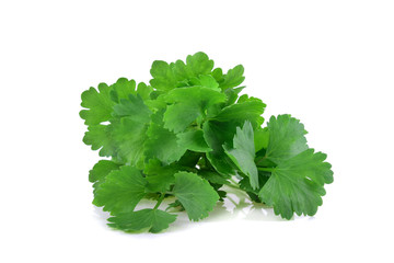 Chinese Celery isolated on white background