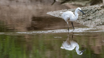 Isolated Little Egret