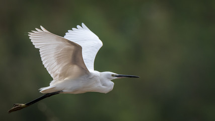 Isolated Little Egret