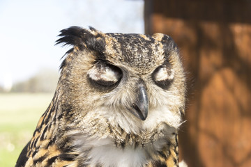 Long-eared Owl - (Asio Otus) headshot