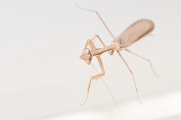 Close up of a praying mantis with white background