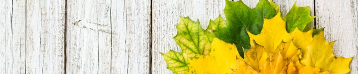 Banner of Maple leaves on white wooden background arranged in fan shape with copy space