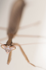 Close up of a praying mantis with white background