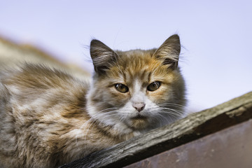 Cat lying on a rooftop looking down.