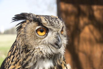 Long-eared Owl. (Latin name: Asio Otus)