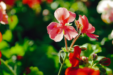 Obraz premium Bright multicolored pelargonium flowers in bloom in soft focus with bokeh. Tender Geranium in spring garden