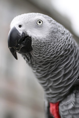 African Grey Parrot - Psihacus erithacus