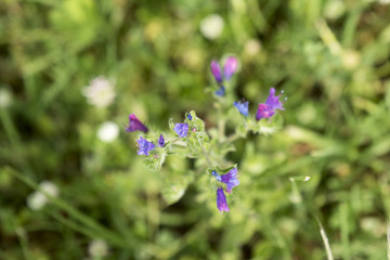 fiore viola
