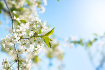 Obraz premium Springtime. Flowering peach branch on blue sky background. Abstract blurred background. Beautiful nature scene with blooming tree and sun.