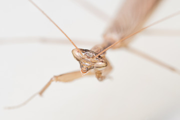 Close up of a praying mantis with white background