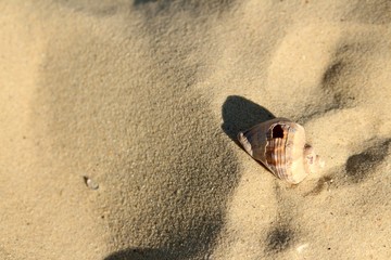holey shell with shadow on sand 