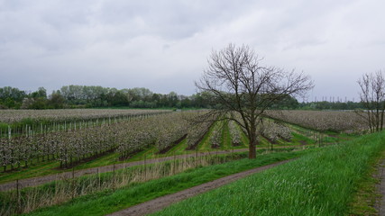 Fototapeta na wymiar Obstplantage, Obstbäume im Alten Land, Hamburg