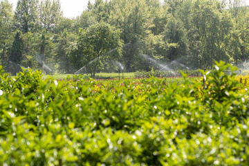 Bahçeler ve ormanlar