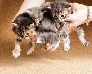 Newborn kitten. Day 24 of life.