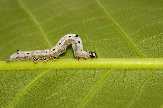 รูปภาพInchworm – เลือกดูภาพถ่ายสต็อก เวกเตอร์ และวิดีโอ7,822 | Adobe Stock