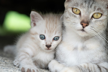 Beautiful gray mom cat with adorable kitten outdoors