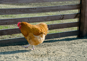 chicken coop rooster walks