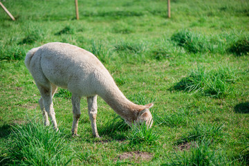 Naklejka na ściany i meble Young alpaca in farmland. Lama is eating grass. Green background 