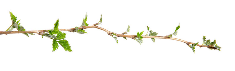 Branch of raspberry bush with foliage on isolated white background, close-up