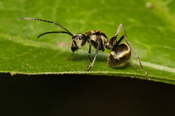 Image of an ant (Polyrhachis dives) on green leaf. Insect. Animal.