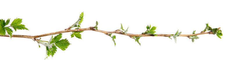 Branch of raspberry bush with foliage on isolated white background, close-up - 203236482