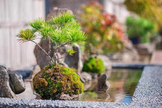 Bonsai tree, roots, water and green moss in Japanese garden. Romantic sunset above small trees 