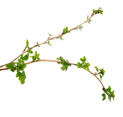 Branch of raspberry bush with foliage on isolated white background, close-up