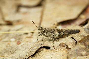 Image of brown grasshopper on dry leaves. Insect Animal. Caelifera., Acrididae.