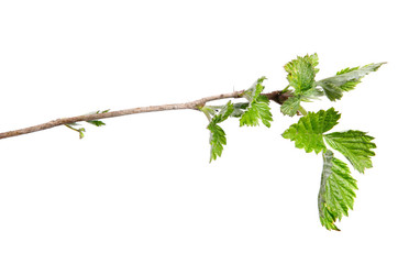 Branch of raspberry bush with foliage on isolated white background, close-up