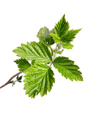 Branch of raspberry bush with foliage on isolated white background, close-up