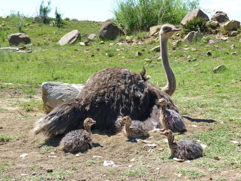 Straussen Mutter mit Babies