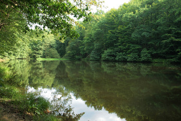 rivière dans la réserve naturelle du sart tilman en belgique