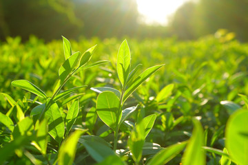 Tea leaves. Tea plantations. Morning at tea plantations. Sunrise on tea plantations.