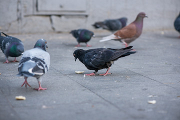 Pigeons fighting for food in the city center