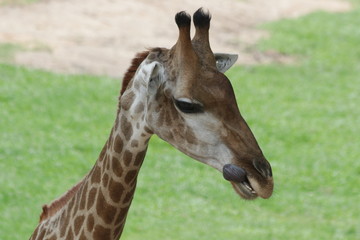 Close Up Giraffe's Face