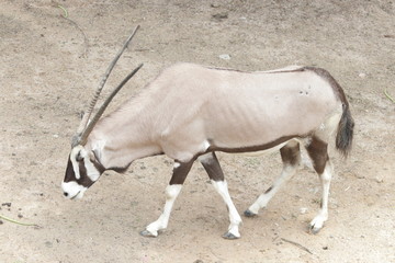 antelope in the zoo