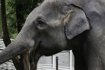 Obraz premium Close up Elephant's Face