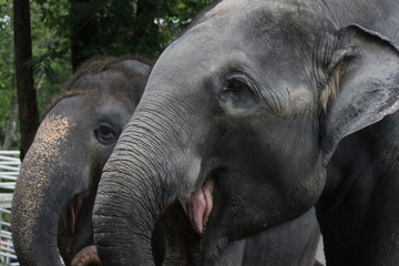 Fototapeta premium Close up Elephant's Face
