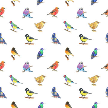 hand drawn painted seamless pattern of watercolor sketch of isolated birds on white background