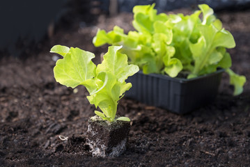 young lettuce plants ready for planting on dark brown soil in the vegetable garden bed
