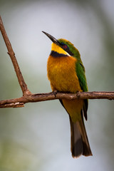 Little bee-eater on branch with head raised