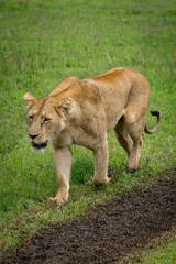 Naklejka premium Lioness walks beside muddy track on grass