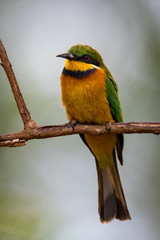 Little bee-eater perched on branch facing camera