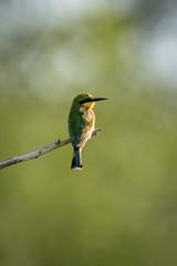 Little bee-eater standing at end of twig