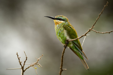 Little bee-eater on thorny branch in profile
