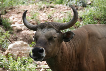 Close up Wild Cattle 